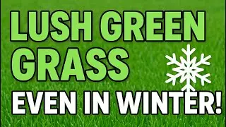 Winter Lawn Care Tips | Sardiyon Mein Grass Ko Lush Green Rakhny Ka Complete Formula