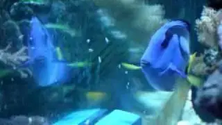 AquaGenesis International - The RoboSnail2.flv