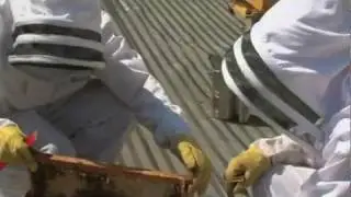 Roof-Top Bee Hives Sweeten Hotel Offerings