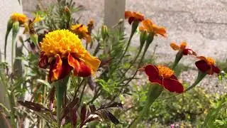 Mix Music [Meditation ] Relaxing [ Spa ] Jazz music🍃Yellow Flowers Emotional Healing frequency 🇸🇪