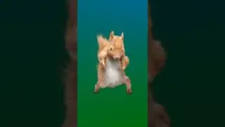 dancing squirrel