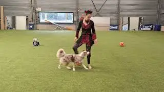 Dog Dance Halloween Freestyle routine Kristine Goossens & Havanese Milou & Border Collie Sia