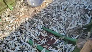 Fishing Frenzy: Giant Fish Caught at Mangrol Bara Beach!