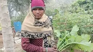 पोषण वाटिका Phulo Jhano SHG Bediya, Jarmundi
