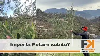 Potatura di allevamento olivo, non fare questo errore.