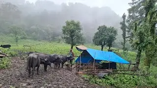 Best Life in A Himalayan Village During Rainy Days || Organic Nepali Mountain Food || Original Life