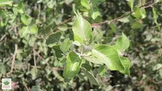 UCRBG California Native Plant Video Series: Pink Flowering Sumac