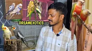 IN HOUSE 🏠 BREEDING PAIR & Birds ! #birdlovers #birdsavairy