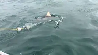 APEX Shark Cage Diving