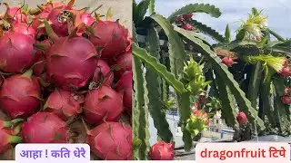 harvesting second lot dragonfruit.दोस्रो पटक dragonfruit टिप्दैछु कौसिबारिको।@merokoushikheti 