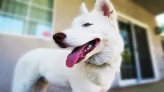 DOG RESCUE! WORLDS BEST HUSKY DOG!