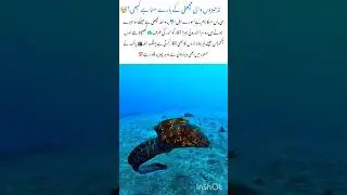 Moray Eel Nature's Two Mouth Predator🤯 #morayeel #naturefacts #nature #wildlife #shorts