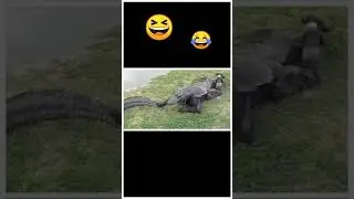Human Vs Crocodile😂 #funny #prank #successworld #discoveranimal #wildlife