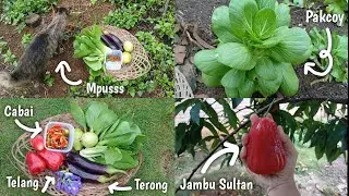 PANEN SISA PENINGGALAN KEBUN BELAKANG | PANEN PAKCOY, CABE, TERONG, JAMBU SULTAN | Eps 020 #garden 