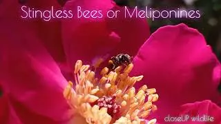 Stingless Bees closeUP wildlife