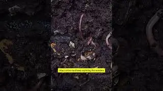 The Cycle of Life: Nutrient Recycling Explained
