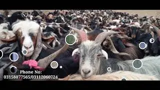 Eid sasta bakra and dunmba mandi saraghurgai quetta