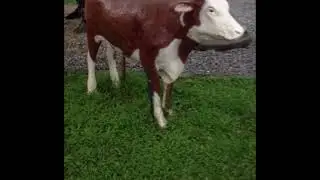 The Friendly Cow