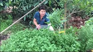 Growing Warrigal Greens as a ground cover for fruit trees.