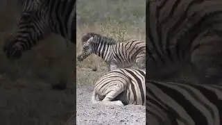 Zebra family# you wacth full video my channel