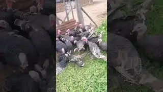 #farming #turkey #poultry #villagelife#virqlshorts #farmer #trend#turkeybird #african #farmingvideos