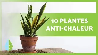 10 PLANTES qui ABSORBENT la CHALEUR 🌵🌸☀️ Rafra&icirc;chissez votre Maison !