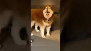 dogs being idiots #cutegolden #funny #funnypets #pets #funnyanimals #animals #lovegoldens #petvideo
