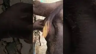 jhoti super star  best quality murrah buffalo farm in india #murraha #murrah #farming #buffalo #hr