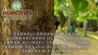 YEŞİL VATAN