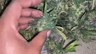 Bx got the Alien rift wedding cake
