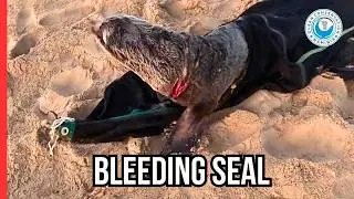 The Hat That Nearly Killed a Seal
