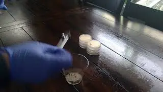 BI 234 HOL  Enumeration, Dilution, and Plate Counts Pt 1