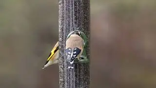 Goldfinches feeding on Niger seed