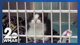 Little Italy community collects food for Baltimore Humane Society