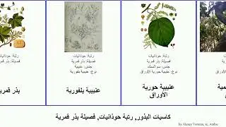 كاسيات البذور, رتبة حوذانيات, فصيلة بذر قمرية عنيبية angiosperms القمر الأوراق وبرية Campfire