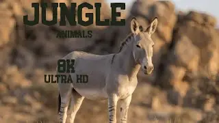 8K Animal World in Motion &ndash; Ultra HD Wildlife with Vivid Visuals and Immersive Natural Audio