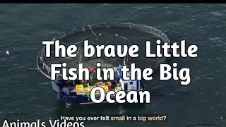 The Brave Little Fish in the Big Ocean, Animals Videos😍