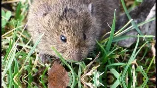 Rosse woelmuis, Myodes glareolus, R&ouml;telmaus, kenmerken/ Bank vole characteristics.