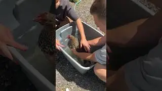 BROODY BREAKING HENS - Cold Bath Method #broodyhen #backyardchickens