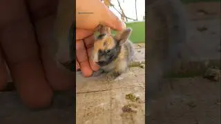 Cute Rabbit Moments 🐰 #rabbit #cutebirdspetsaviary #shorts