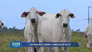 Vacina&ccedil;&atilde;o contra a brucelose no ES