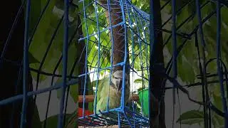 #parrot #parrots #parrottalking #parrotsound #parrotfood #parrotfeeding