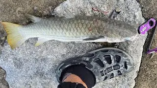 22 SHIMANO SOARE XR 2000-SSHG | TROPHY YELLOWTAIL MULLET | 🇸🇬 