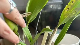 Sick Orchid
