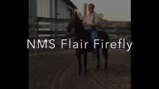 NMS FLAIR FIREFLY: Morgan Mare For Sale
