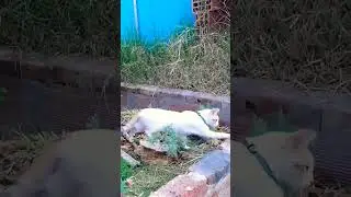 GATOS EN EL HUERTO DE BONSAI