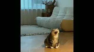 Give Me Everything - Pitbull | best part