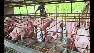 Back to My Small Farm! | Manny Pi&ntilde;ol&rsquo;s Backyard Hog Raising for Food Security