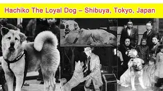Hachiko The Loyal Dog - Shibuya, Tokyo, Japan   November 10, 1923 - March 8, 1935