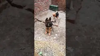 DOG FOR SELL DOG SELLER SAHARANPUR CHEAP AND BEST PUPPIES ARE HERE ...contact 8650007500 ●9720023003